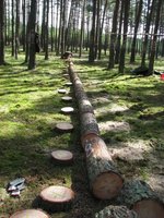 Ścinka i podział na frakcje drzew modelowych