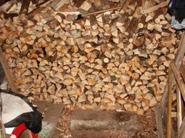 Badania DNA drewna pomagają w walce ze złodziejami