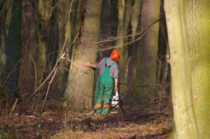 Wycinanie lasów schładza klimat?