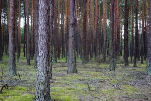 Informacja rządu o stanie lasów zakceptowana przez sejmową komisję