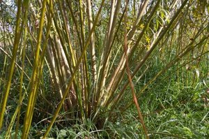 Miejska ciepłownia w Grajewie wybuduje kotłownię na biomasę