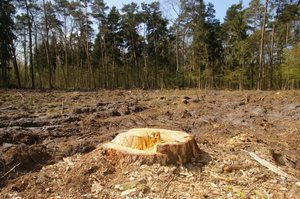 Informacja o stanie lasów 2010 - stenogram z posiedzenia sejmowej komisji KOŚZNiL