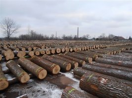 V Submisja drewna specjalnego przeznaczenia w RDLP Wrocław