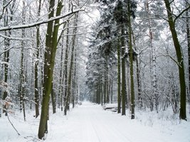 Zmiany w Lasach Państwowych - informacja Ministerstwa Środowiska