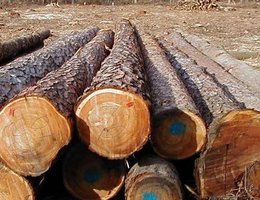 Wspólny komunikat Lasów i przemysłu na temat planowanych zmian w zasadach sprzedaży drewna