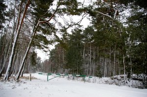 PTL przygotuje wizję dla polskiego leśnictwa