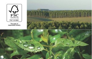 Drewno eukaliptusa z plantacji Urufor posiada certyfikat FSC