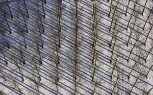 W Polsce powstaje największa europejska plantacja topoli