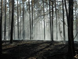 Nadleśnictwo Antonin: Największy tegoroczny pożar lasu
