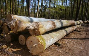 Sąd uniewinnił leśników oskarżonych w "Aferze Białostockiej"