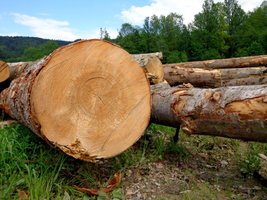 Zakończył się I etap sprzedaży surowca drzewnego na II półrocze 2012