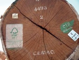 Drewno egzotyczne z certyfikatem FSC w ofercie DLH Poland