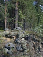 IKEA oskarżona o wycinanie lasów pierwotnych