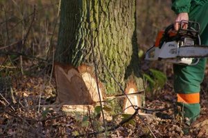 RDLP Łódź: Współpraca z firmami świadczącymi usługi leśne