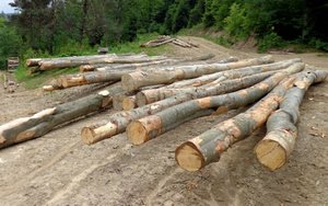 OZPPD wystąpiło z wnioskiem o unieważnienie zasad sprzedaży drewna przez Lasy Państwowe