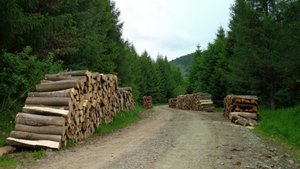 Będą długoterminowe umowy na surowiec drzewny?