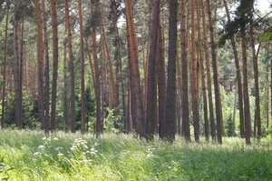 Lasy sosnowe silnym pochłaniaczem CO2