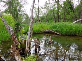 Lasy Państwowe dofinansują parki narodowe