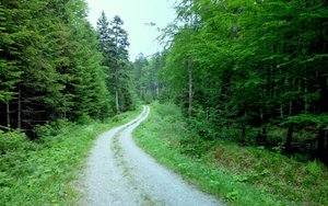 Resort środowiska chce zasilić budżet pieniędzmi z Lasów Państwowych