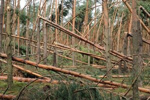 Bory Tucholskie: Trąba powietrzna spustoszyła lasy