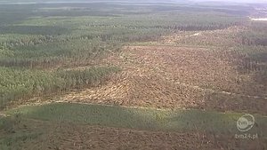 20 mln zł na pokrycie strat w lasach Kujaw i Pomorza