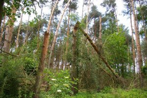 Drewno z wiatrołomów powinno trafić na aukcje