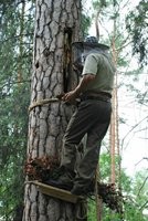Baszkirzy pomagają odtworzyć w Polsce bartnictwo