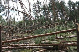 Lipcowa trąba powietrzna zniszczyła ok. 650 ha lasu