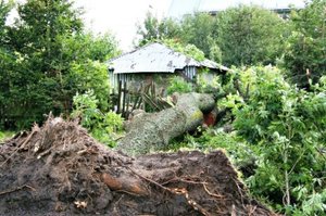 RDLP Olsztyn: Letnie burze niszczą lasy