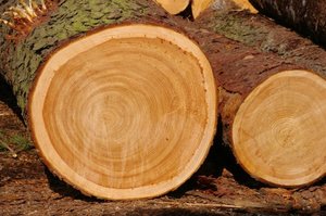 "Afera Białostocka" - Prokuratura zaskarżyła wyrok uniewinniający urzędników LP