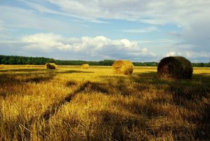 Bioenergia Invest liczy na wzrost popytu