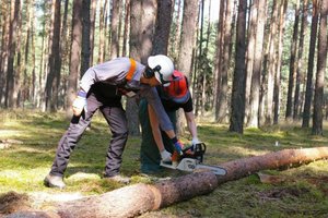 Prace w lesie są okazją do zapoznania się z techniką ścinki drzew 
