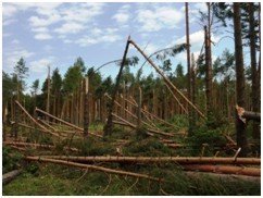 Huraganowe wiatry wyrządziły szkody w nadlesnictwach Rzepin i Mieszkowice