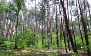 Jak udokumentować zakup drewna od rolnika?