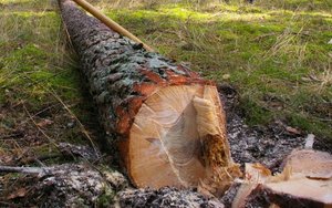 PIGPD: Komunikat w sprawie nowych zasad sprzedaży drewna