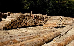 Komunikat PIGPD po konferencji: Możliwości wykorzystania sektora leśno-drzewnego w rozwoju kraju