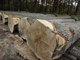 Aukcja dębu okleinowego w Runowie
