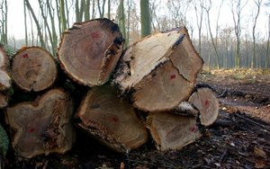 Komunikat PIGPD w sprawie nowych zasad sprzedaży drewna