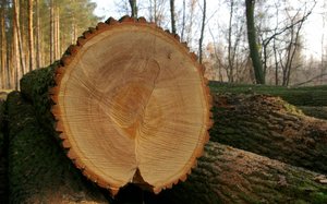 Nowe zasady sprzedaży drewna budzą kontrowersje