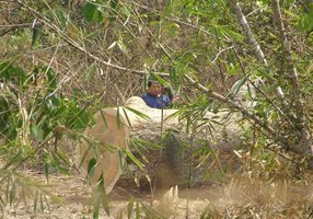 Chiny największym rynkiem nielegalnego drewna
