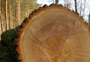 Rekordowa III Lubelska Submisja Dewna Cennego "Lubelska Jesień 2012"