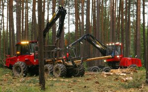 Białoruś ograniczy sprzedaż drewna na pniu