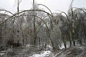 Klęska gołoledzi i okiści w lasach Podkarpacia