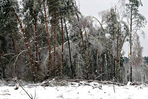 Klęska gołoledzi i okiści w lasach Podkarpacia