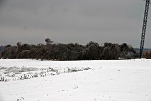 Klęska gołoledzi i okiści w lasach Podkarpacia