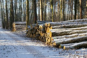 PIGPD: Ceny drewna na internetowych aukcjach to wynik spekulacji i łamania prawa