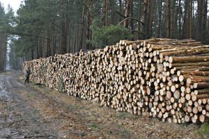 Lasy Państwowe podsumowują ofertową sprzedaż drewna na rok 2013