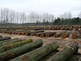 Submisja drewna cennego RDLP Szczecin