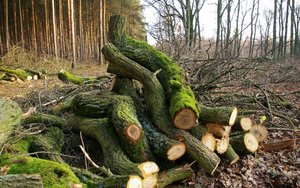 Lasy Państwowe rozważają wejście na rynek zielonej energii