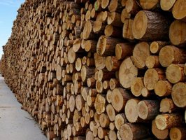 Kronopol działa zgodnie z wymogami EUTR